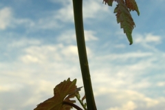 2010-06-14-1