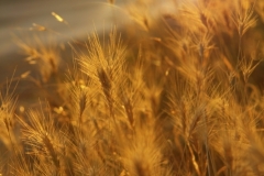 2010-07-06-1