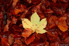 2010-10-17-2