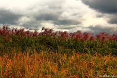 2010-10-17-4