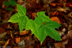 2011-09-21-1